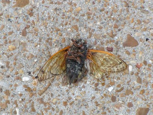 Cicadas swarm St. Louis