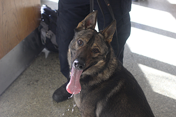 Two dogs from the K-9 Unit, Roscoe and Oscar, came to Kirkwood High School to search for illegal drugs on Feb. 16. The random search conducted by the Kirkwood Police Department took place during homeroom and lasted 20 minutes. They checked lockers and backpacks and coats that were put in the hallway, Dr. Michael Havener, principal, said. They were able to move around different portions of the campus. Its a random selection of the campus. We dont do the same spot every time, but we do certain areas and they did a wonderful job covering the campus in a reasonable amount of time and in an appropriate way. 