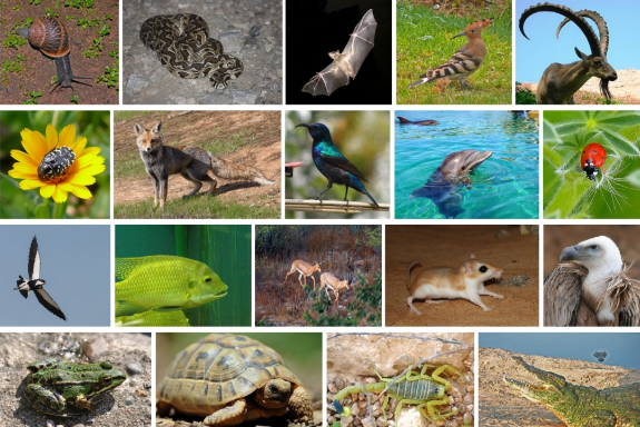 Trivia Tuesday I: Animals