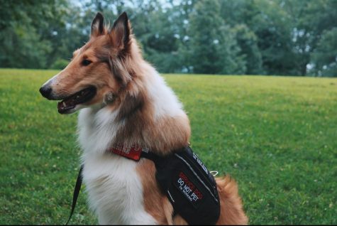 Levi, a 9-month-old Rough Collie, wears his service vest, signaling he is on-duty.