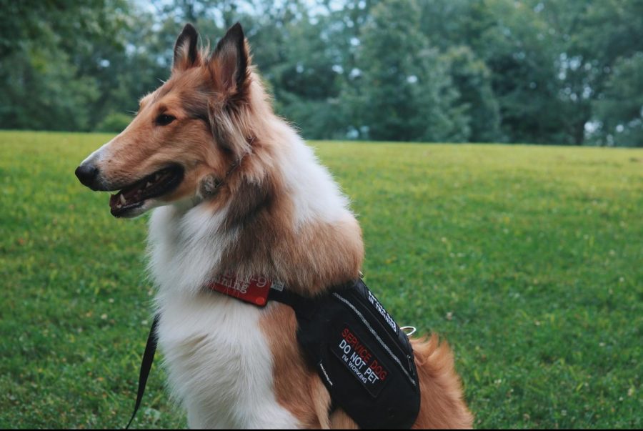 Levi%2C+a+9-month-old+Rough+Collie%2C+wears+his+service+vest%2C+signaling+he+is+on-duty.