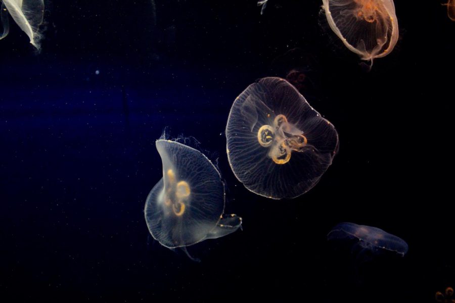 The illuminated exhibit contains jelly fish and other glowing animals.