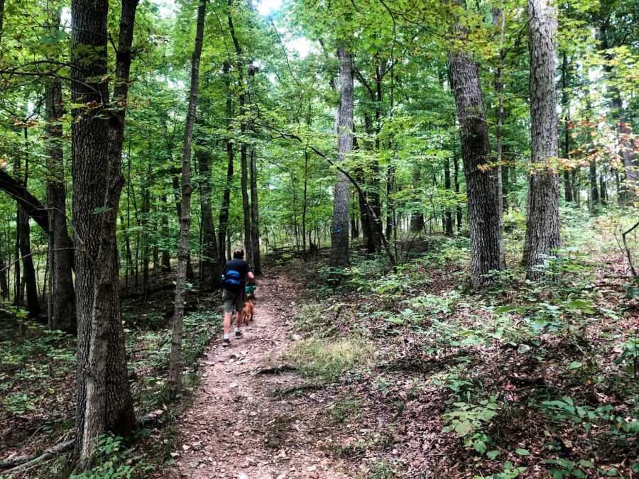 Hiking in Babler Park through the woods.