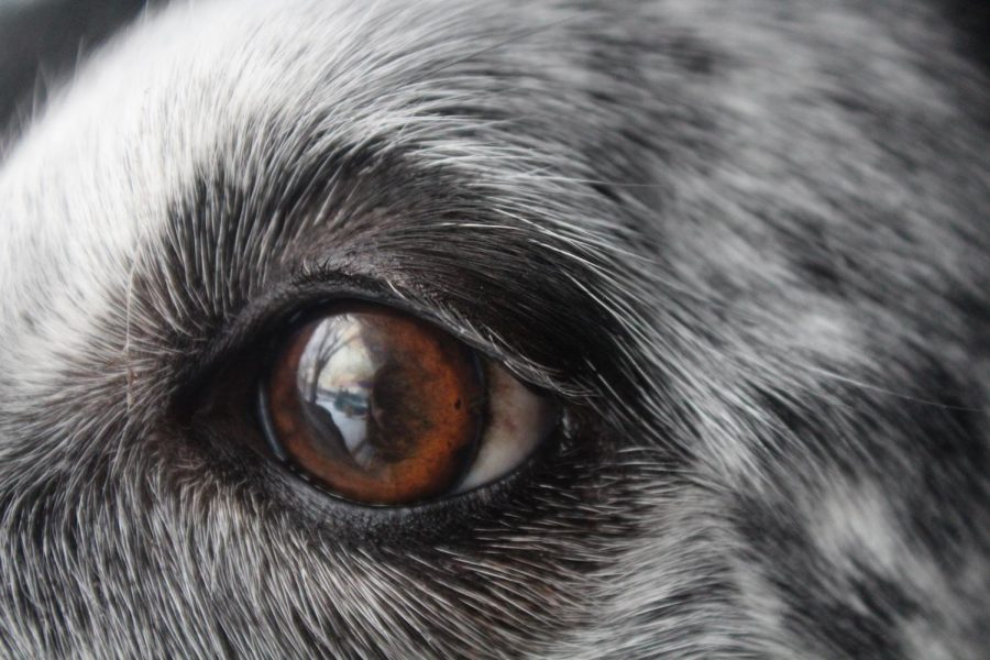 A dog gazes out the window as the reflection from the sun shows in his eyes. 