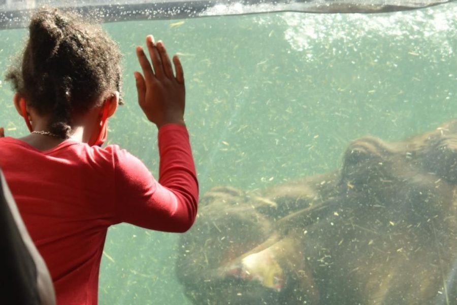 A little girl watches as a hippopotamus passes by.