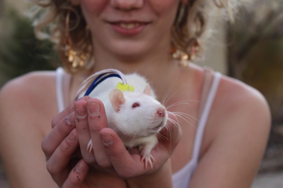 Valentine (not pictured) is said to be the cuddly of the 2 rat sisters and eats her food around people. Eleanor (displayed) takes food and hides it in Casey’s sock drawer.