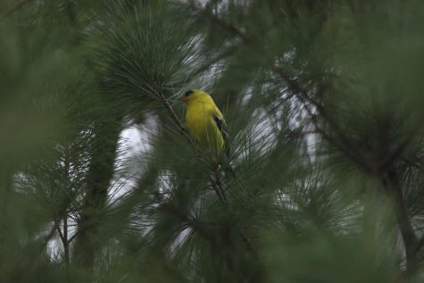 An American Goldfinch sits in a pine tree in the early morning. 