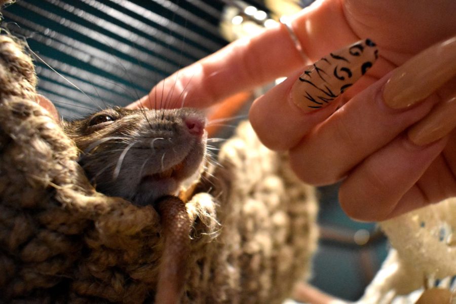 Charlie spends a lot of time maintaining and spending time with her rats, Wally reaches up receive affection.