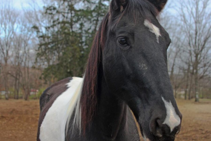 Charity Issue: Healing through horses