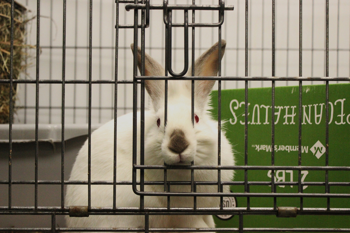 Bunnies rescued around the St. Louis area are quick to call this chapter home, as the House Rabbit Society’s sole purpose claims to maintain the health and happiness of rabbits around the area. 