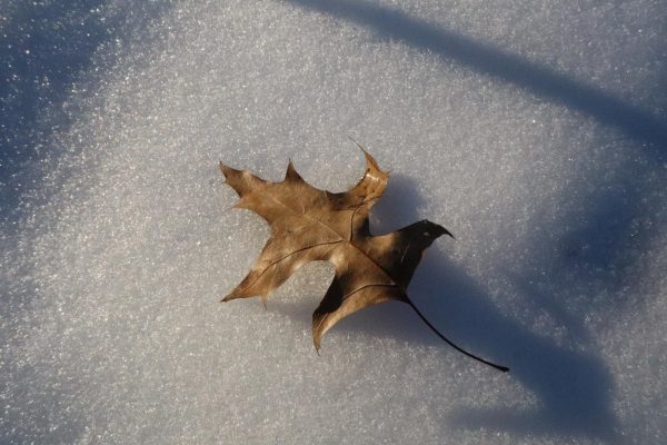 Fall is ending and the cold grasp of winter is starting to seep into everyday life. The leaves are losing their color as the skies grow cloudier by the day.